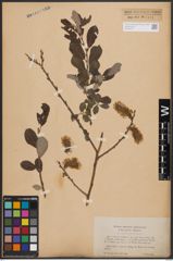 Foto von Salix cinerea L.